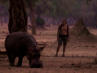 Richard Gress beim Essen mit Hyäne
