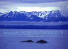 Buckelwale, Glacier Bay, Alaska, 1998