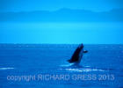 Springender Schwertwal vor der Küste Washingtons