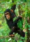 Junger Schimpanse, Uganda, 2002