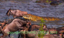 Flussdurchquerung der Gnus, 2009