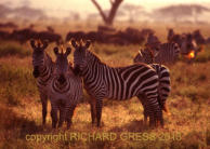 Abendstimmung in der Serengeti, 2002