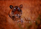 Weiblicher Tiger in Ranthambore, 1999